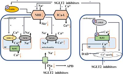 Frontiers | Benefits Of SGLT2 Inhibitors In Arrhythmias